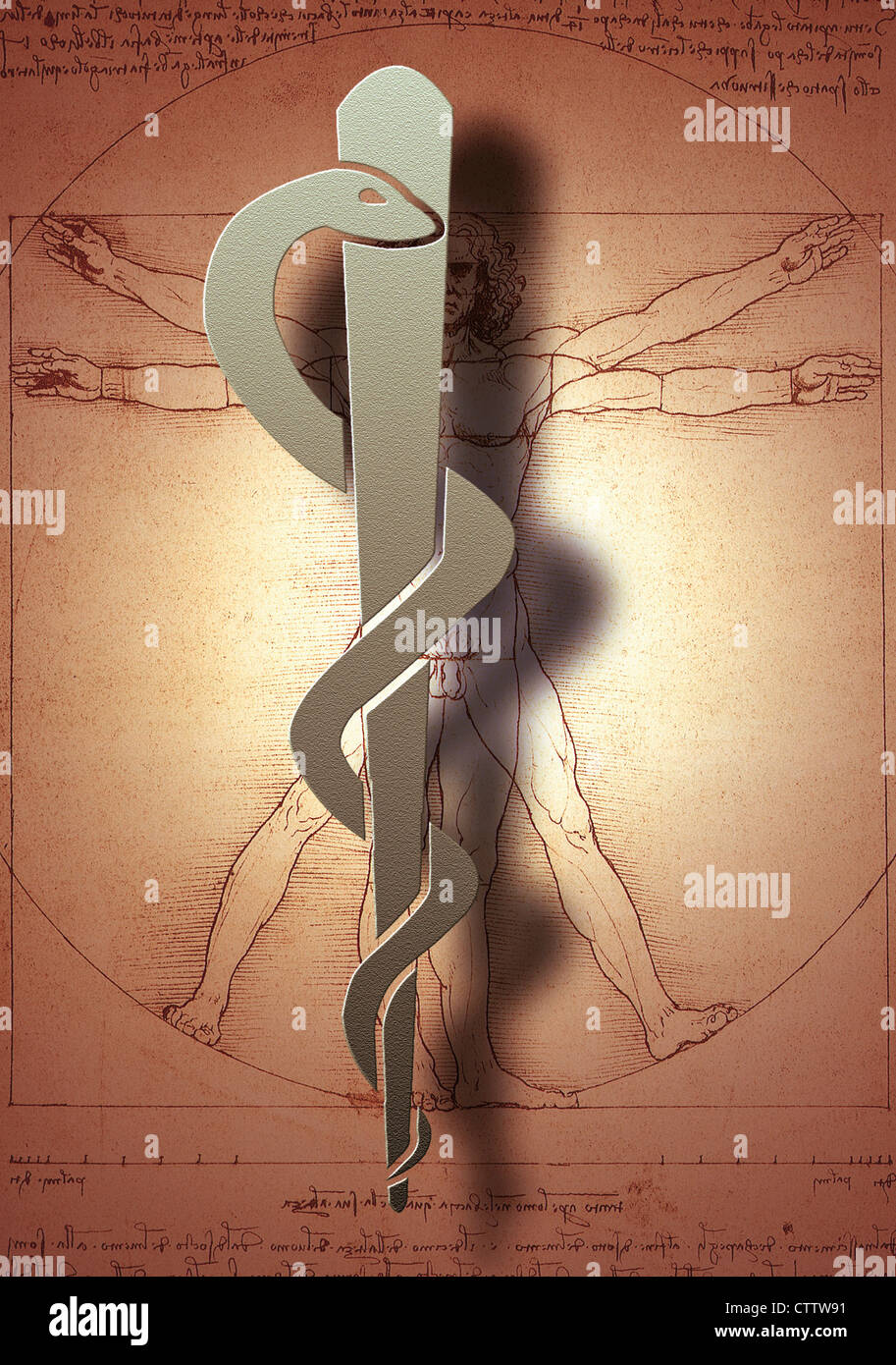 Aeskulap-Stab Vor Leonardo da Vincis Menschenbild / Anatomiestudie Stockfoto