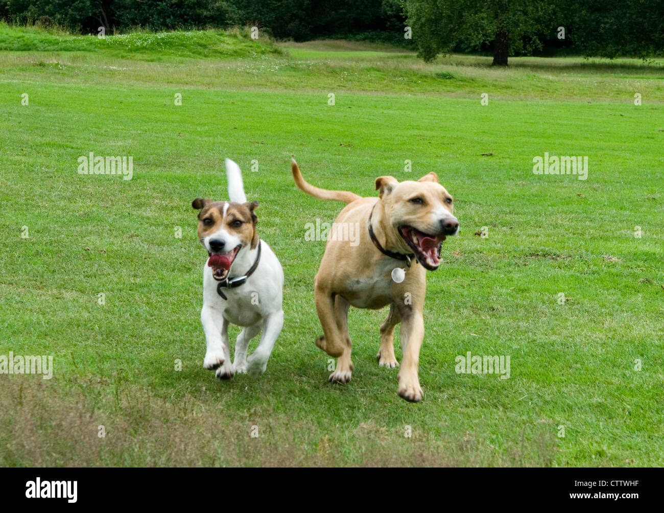 Glückliche Hunde, die zusammen laufen, Jack Russel Terrier und eine Kreuzrasse. HOMER SYKES Stockfoto