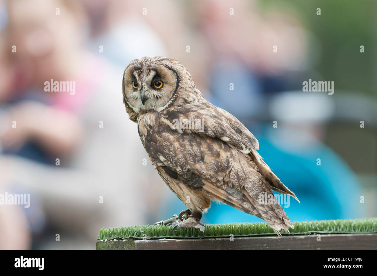 Lange Eared Owl (Asio Otus) Stockfoto