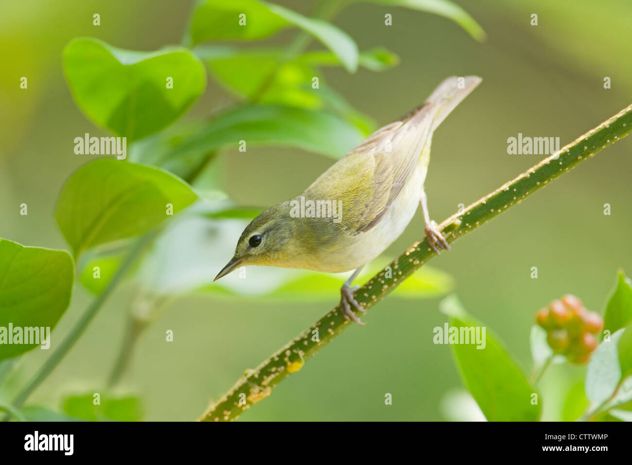 Tennessee Warbler Vermivora Peregrina South Padre Island, Texas. USA BI022433 Stockfoto