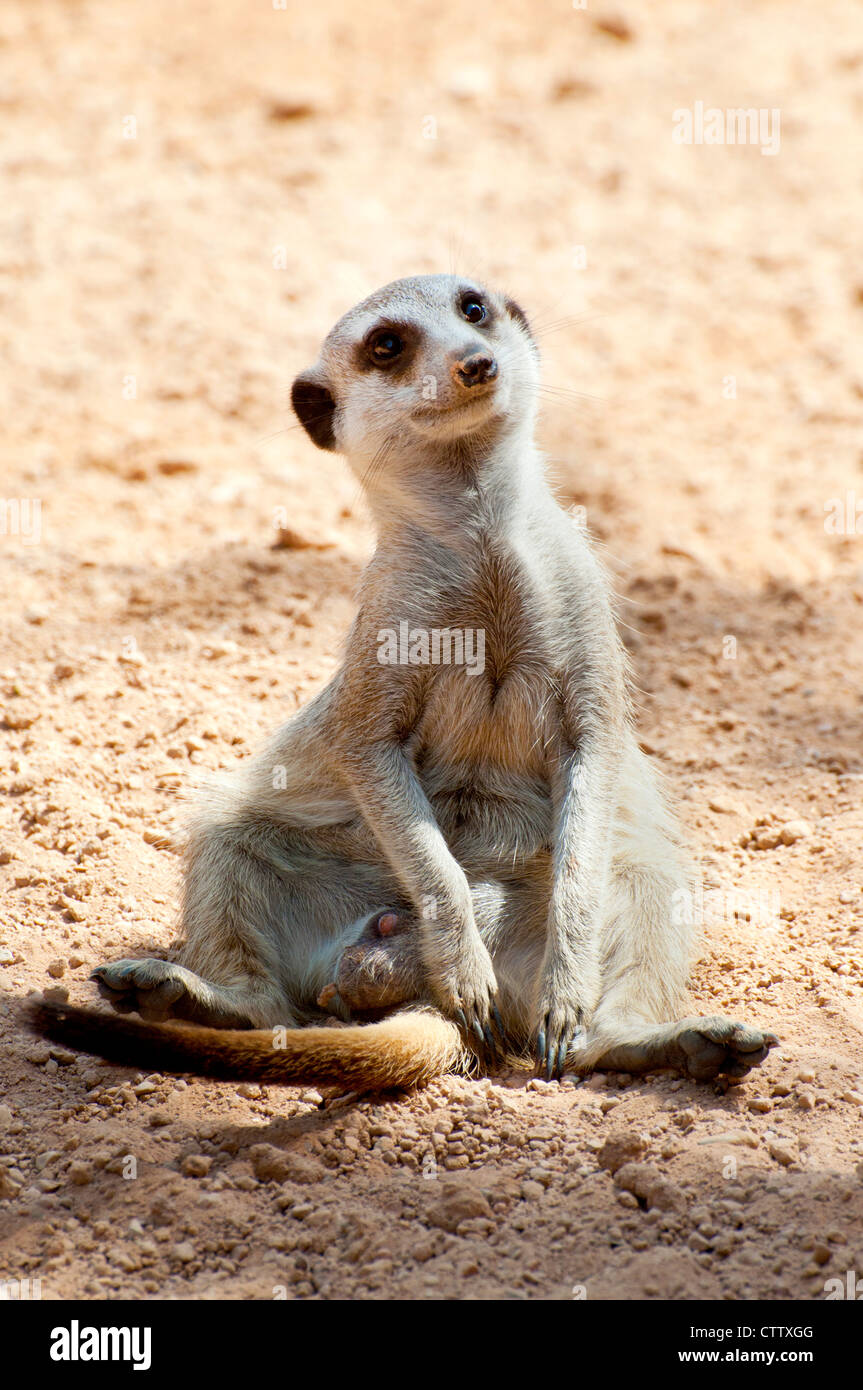 Eine Sitzung Erdmännchen (Suricata Suricatta) Stockfoto