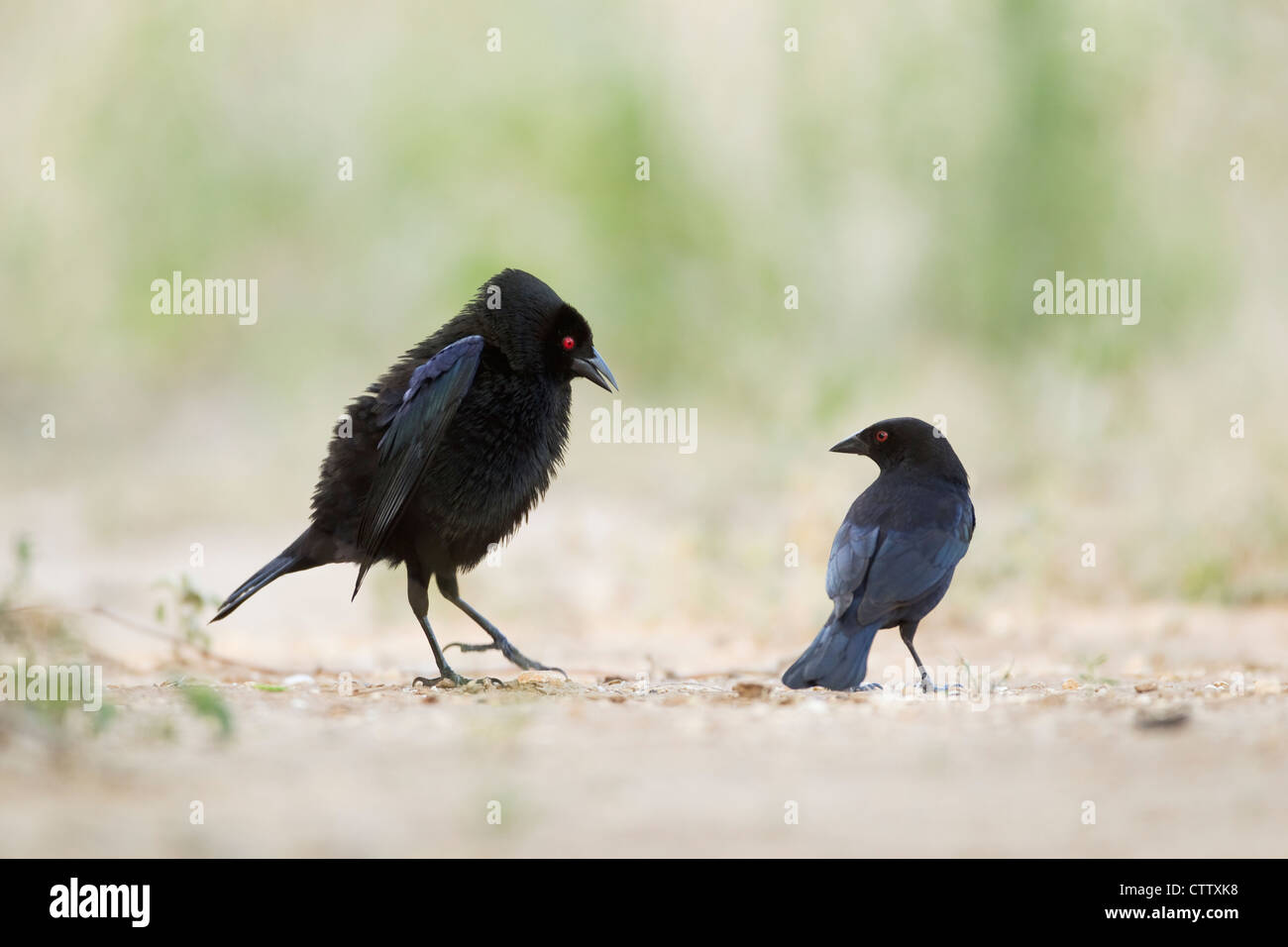 Braungebrannte Kuhstärlinge - männlich Anzeige an einem anderen männlichen Tangavius aeneus Süden von Texas, USA BI022521 Stockfoto