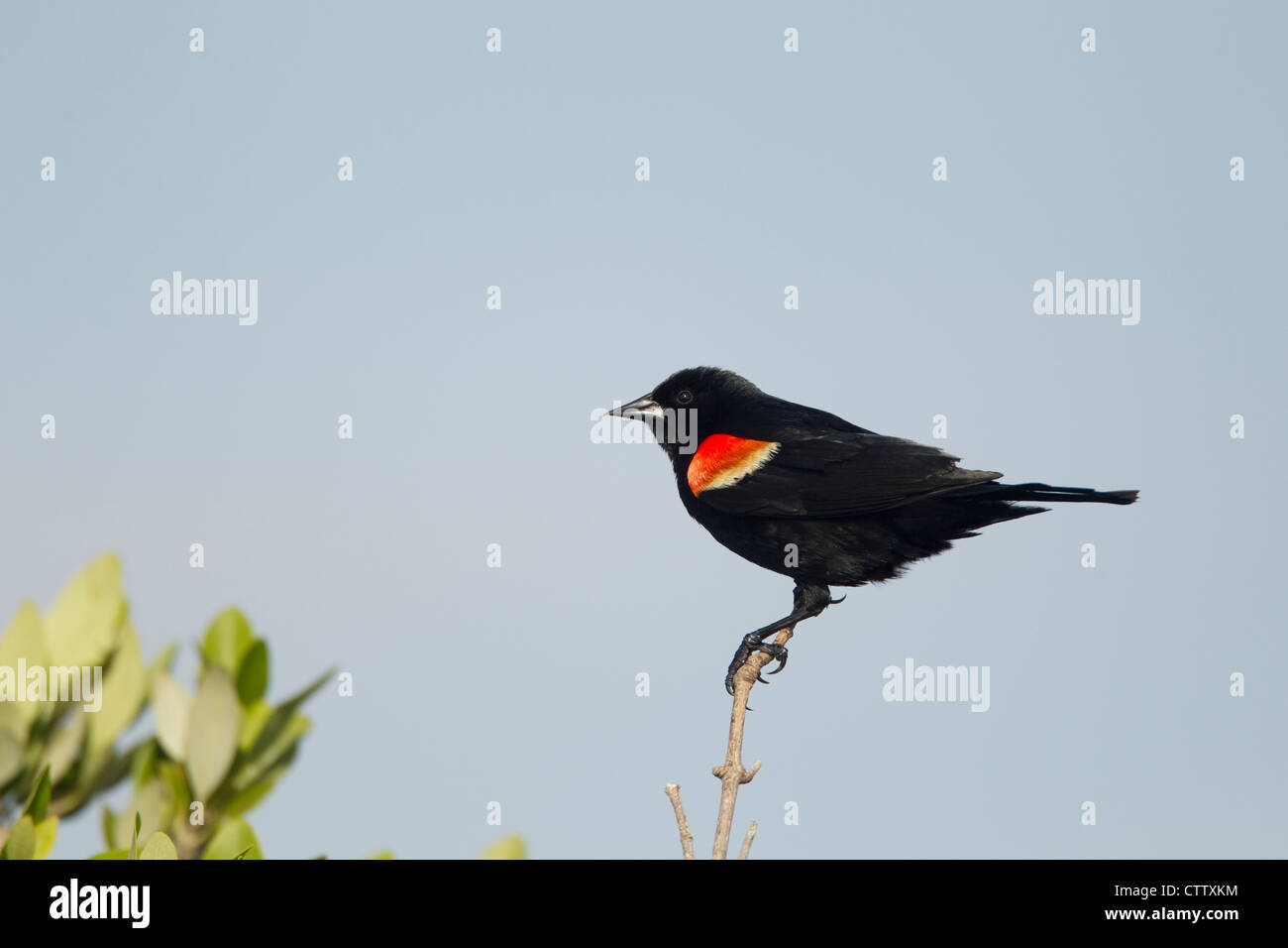 Rotschulterstärling - männliche Agelaius Phoenicus South Padre Island Texas, USA BI022537 Stockfoto