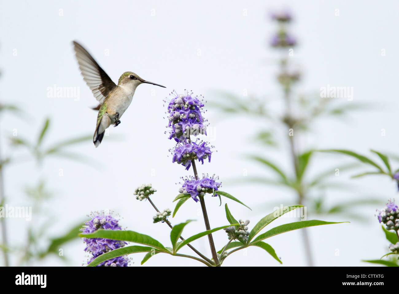 Ruby – Throated Kolibri - weibliche Blume Archilocus Colubris Quintana Texas, USA BI022865 Fütterung Stockfoto