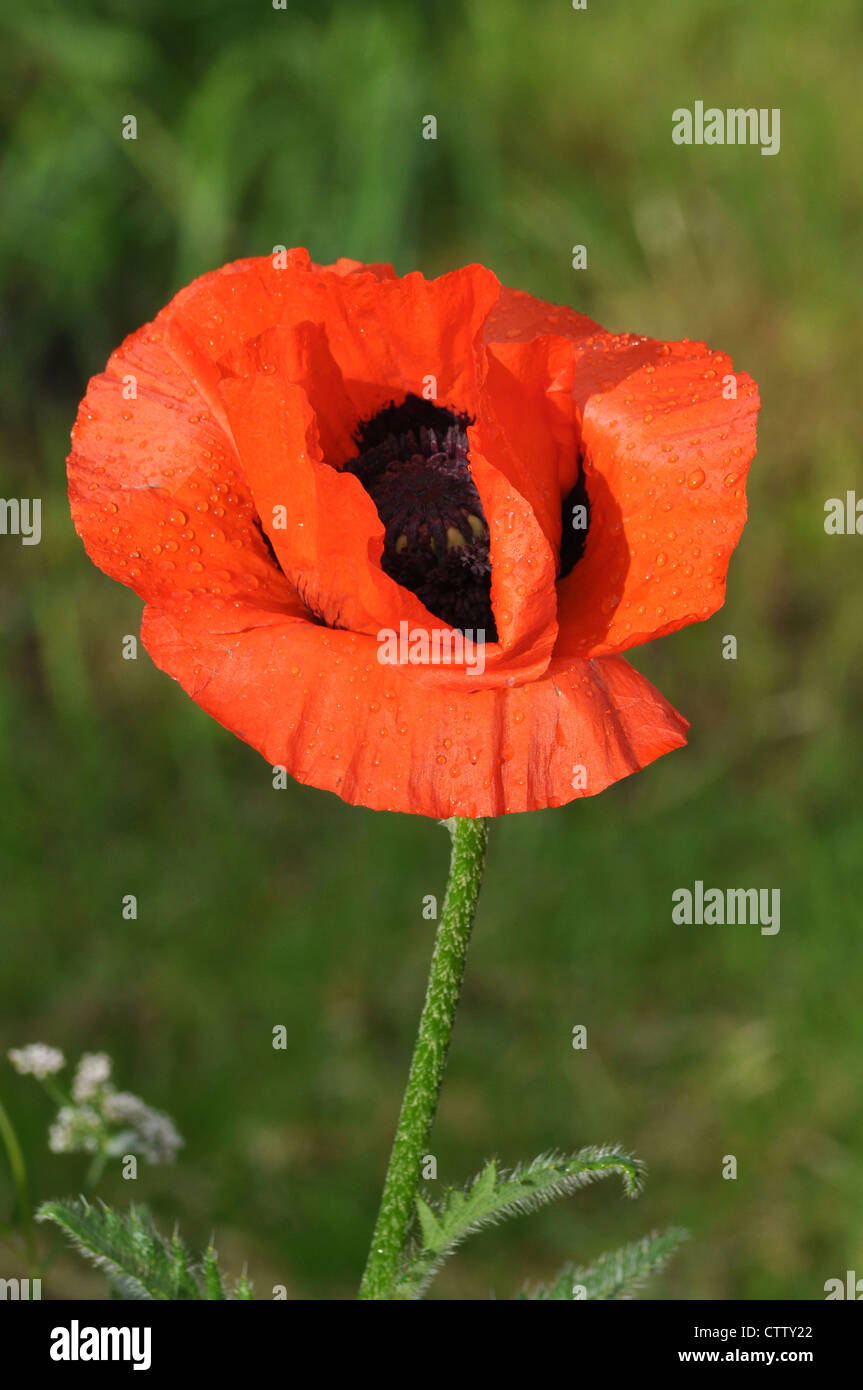 große rote Mohnblume Stockfoto