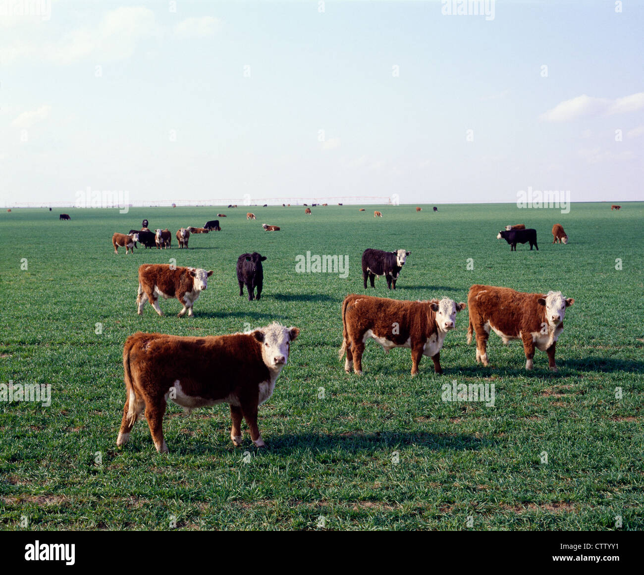 500-700 LB OCHSEN AUF BEWÄSSERTEN WEIZEN WEIDE / TEXAS Stockfoto