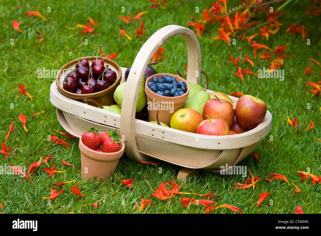 Trug der britischen Sommer geerntete Früchte einschließlich: Heidelbeeren, Kirschen, Äpfel, Birnen, Erdbeeren, Pflaumen auf einer Wiese Stockfoto