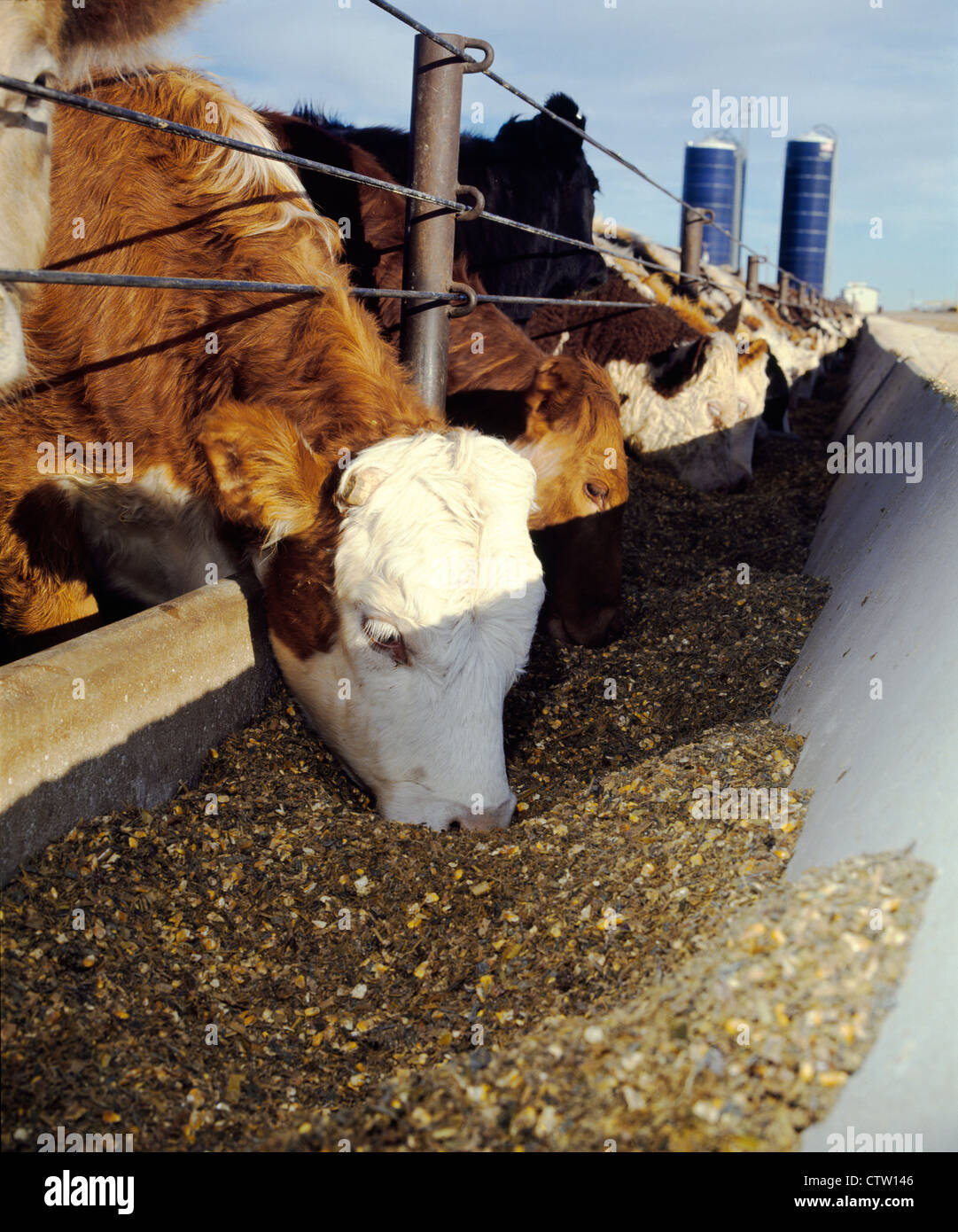 500-600 LB FÄRSEN ESSEN SORGHUM SILAGE, HOHE FEUCHTIGKEIT MAIS UND ERGÄNZUNG / KANSAS Stockfoto