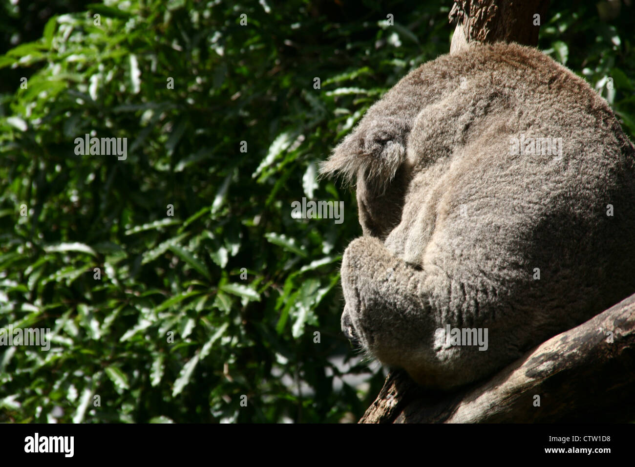 Ein Koala schläft in einem Eukalyptusbaum Stockfoto