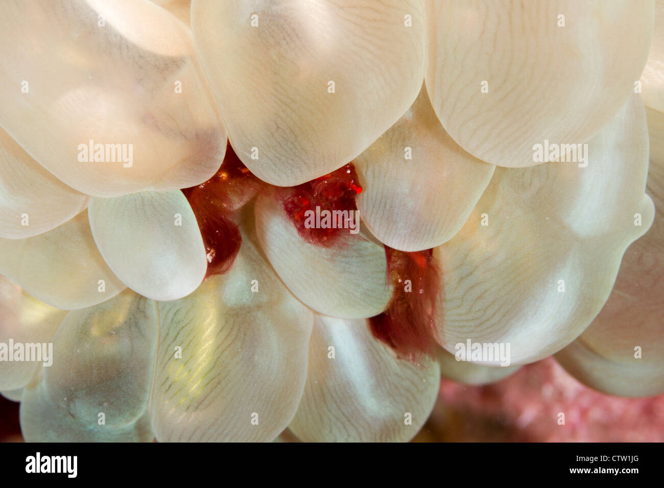 Orang Utan Krabbe - Achaeus Japonicus auf Blase Korallen Plerogyra Sinuosa, Mabul, Borneo, Malaysia Stockfoto