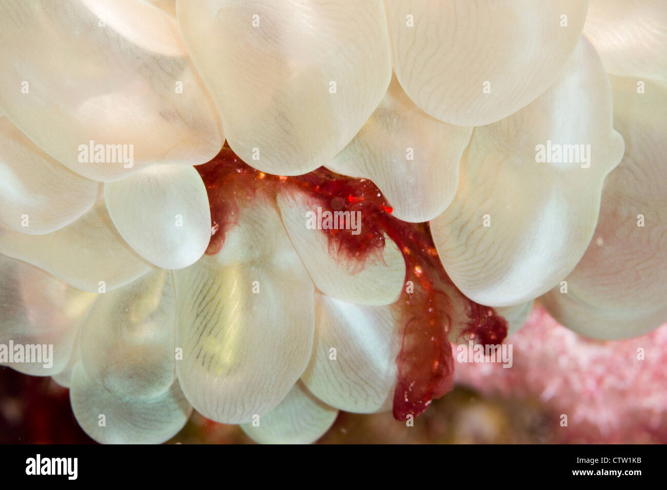Orang Utan Krabbe - Achaeus Japonicus auf Blase Korallen Plerogyra Sinuosa, Mabul, Borneo, Malaysia Stockfoto