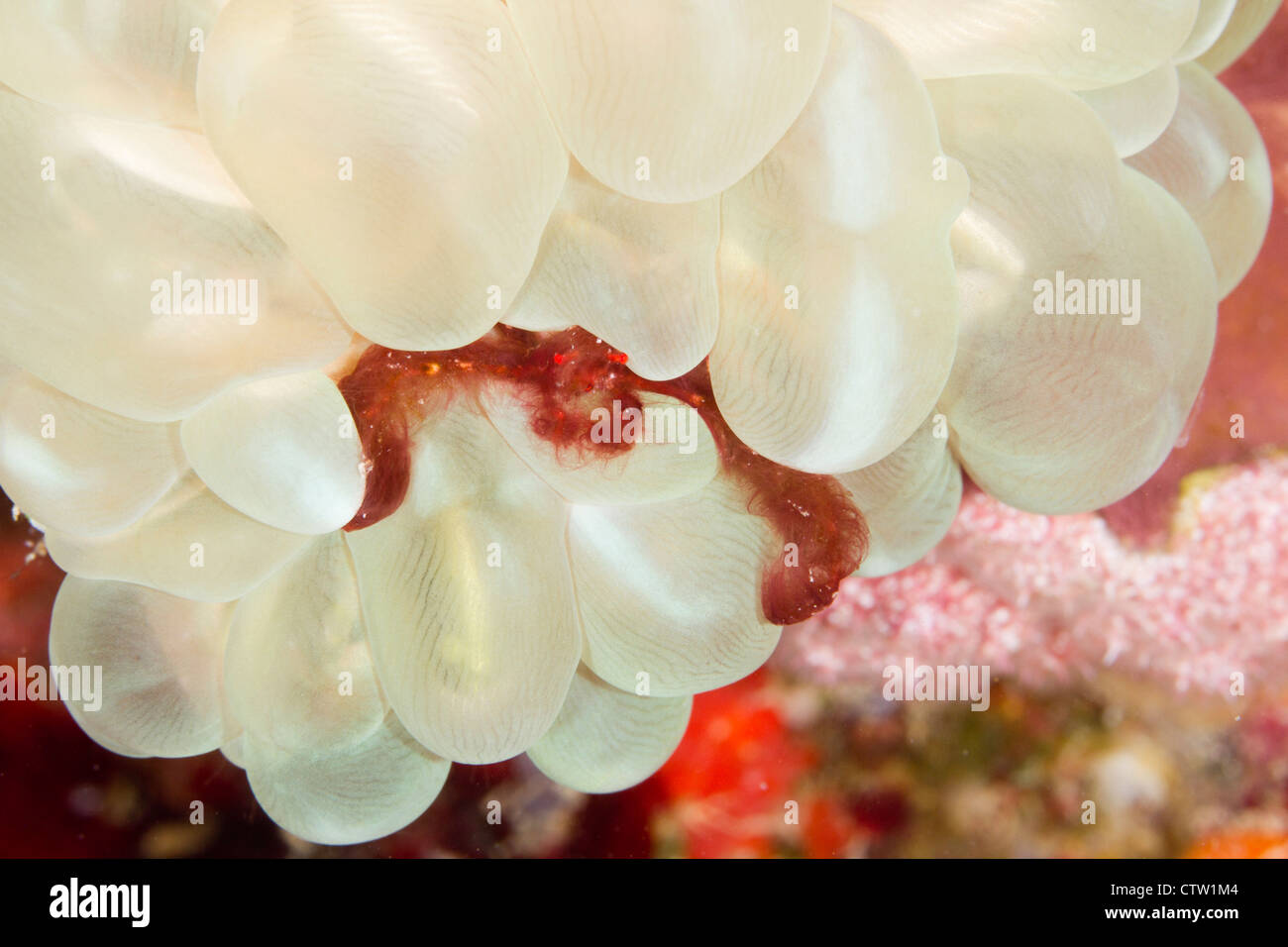 Orang Utan Krabbe - Achaeus Japonicus auf Blase Korallen Plerogyra Sinuosa, Mabul, Borneo, Malaysia Stockfoto