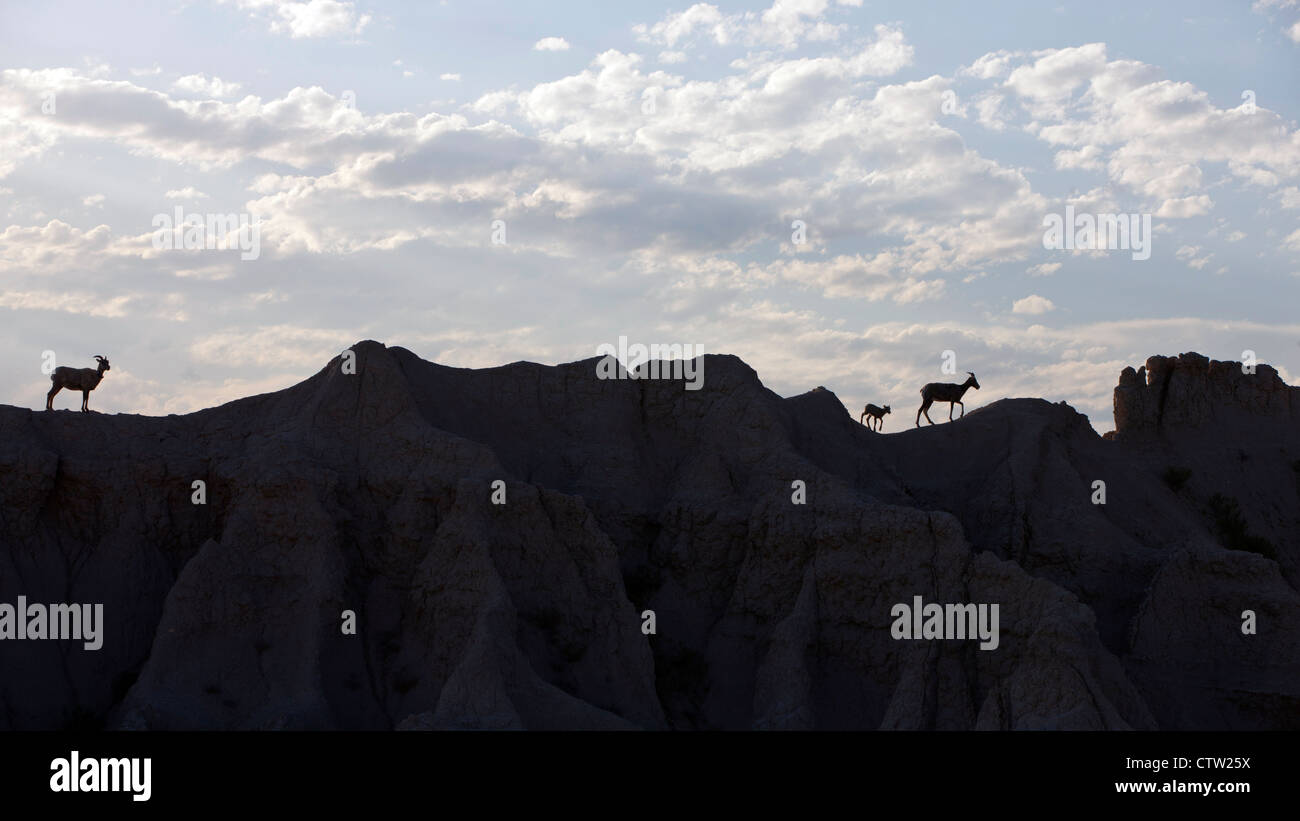 Bighorned Schafe überqueren Felsformationen, Badlands Nationalpark, South Dakota, Vereinigte Staaten von Amerika Stockfoto