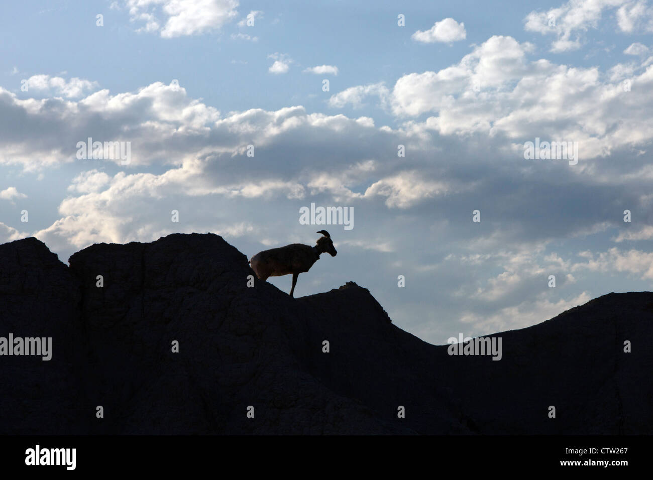 Eine große gehörnte Schafe steht am Anfang einer Felsformation, Badlands Nationalpark, South Dakota, Vereinigte Staaten von Amerika Stockfoto
