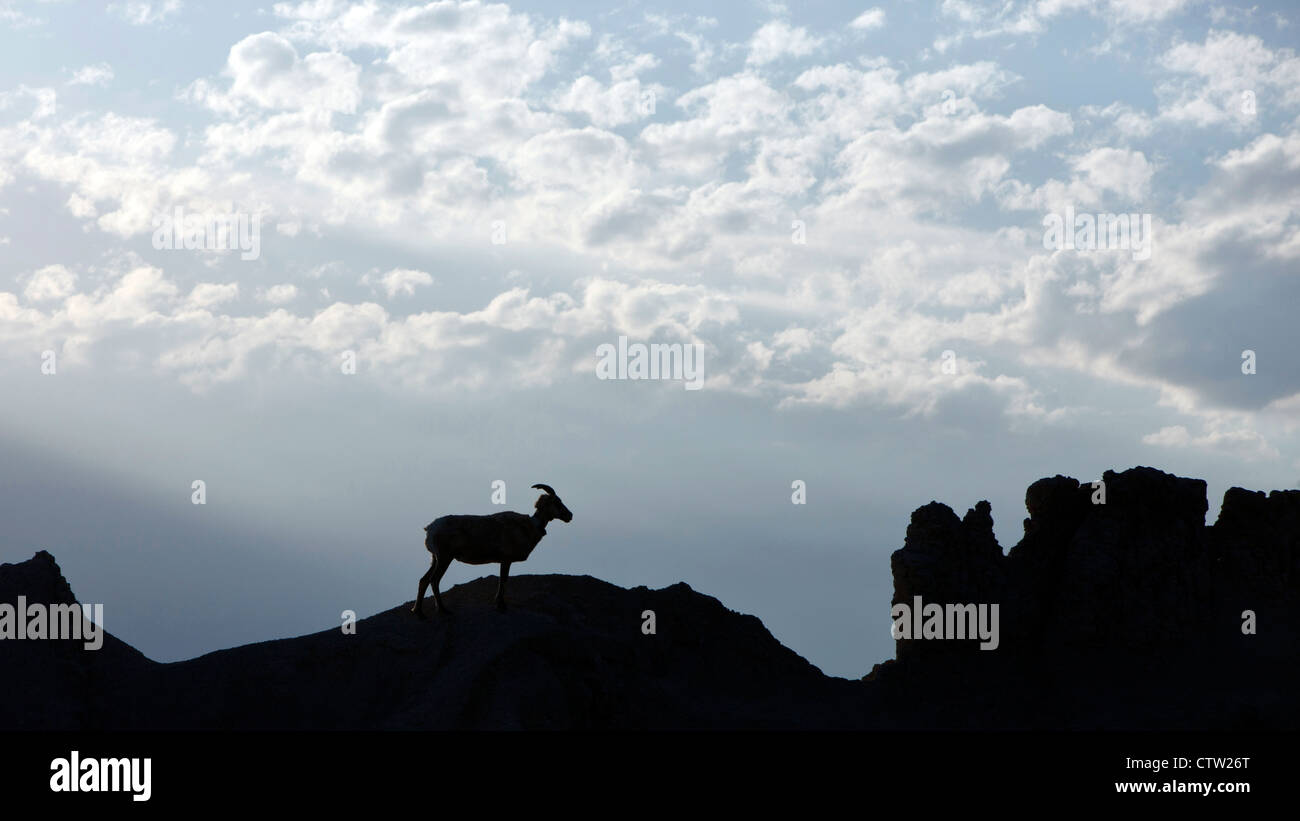 Eine große gehörnte Schafe steht am Anfang einer Felsformation, Badlands Nationalpark, South Dakota, Vereinigte Staaten von Amerika Stockfoto