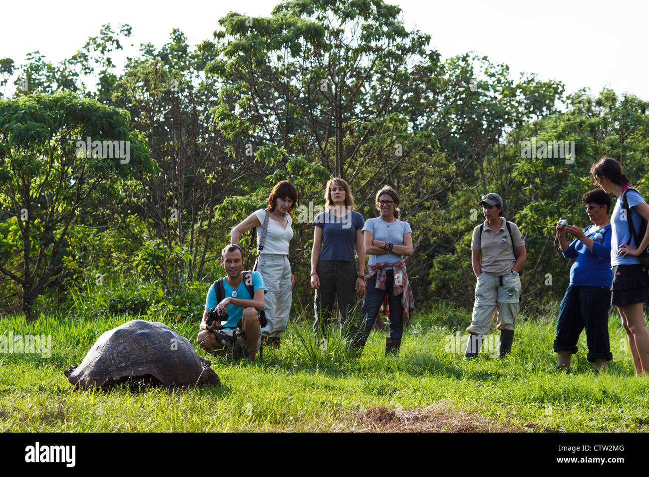 Eine Gruppe von Touristen beobachten eine Galapagos-Schildkröte / Gal√ ° Pagos Riesenschildkröte (Chelonoidis Nigra Porteri), Nationalpark Galapagos-Inseln, Insel Santa Cruz Galapagos Ecuador Stockfoto