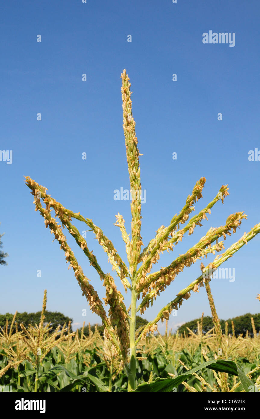 Fruchtbare Blume der Zuckermais Zea Mays. Stockfoto