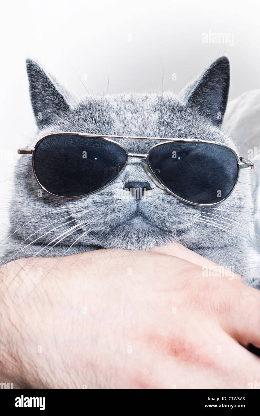 Lustige Schnauze grau britische Katze in Sonnenbrille closeup Stockfoto