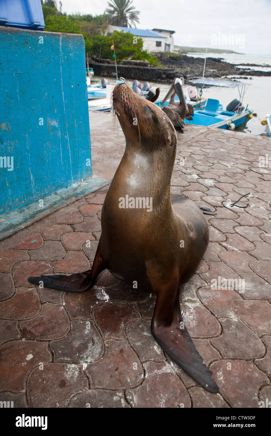 Galapagos Seelöwe auf Fischjagd XXL-Ansichtskarte