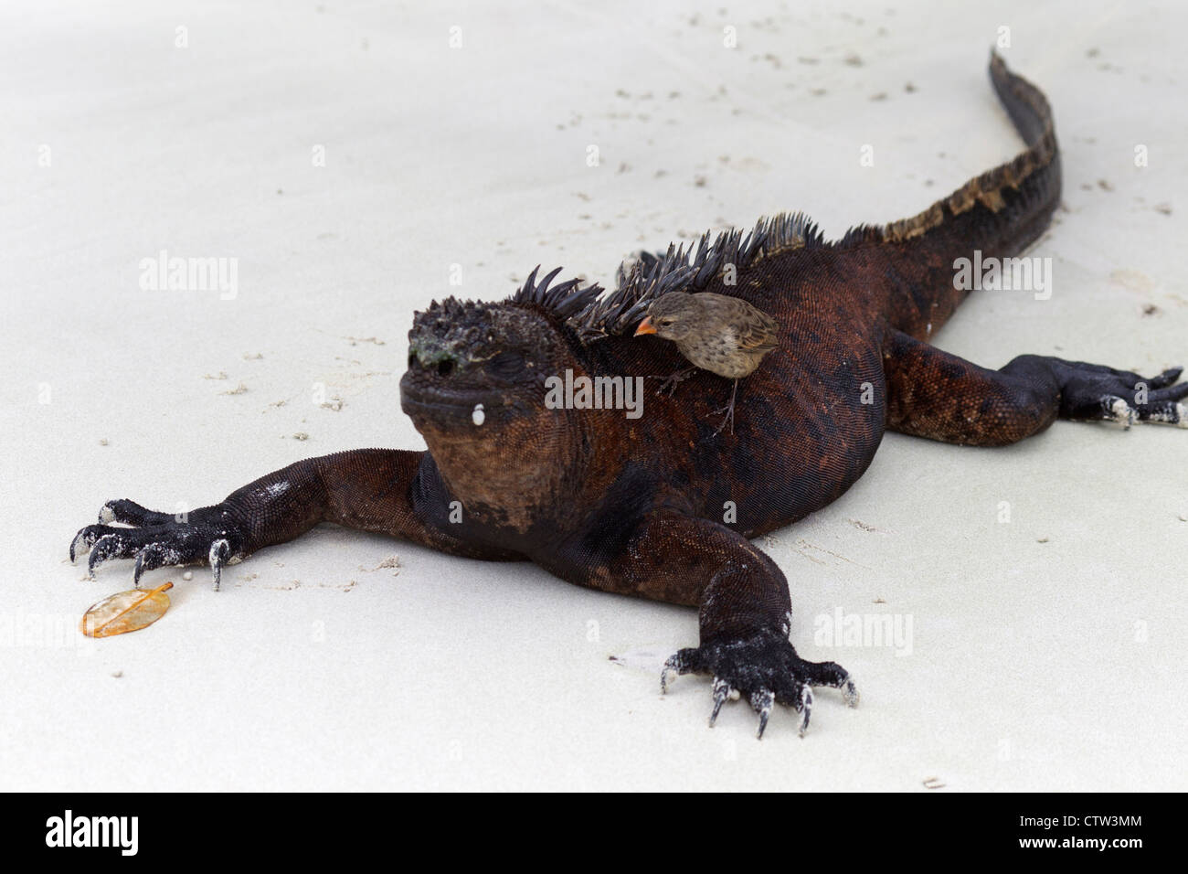 Marine Iguana (Amblyrhynchus Cristatus) Verlegung auf einem Strand mit einem kleinen Boden-Fink (Geospiza Fuliginosa) Reinigung seine Rückseite, Tortuga Bay, Galapagos-Inseln National Park, Santa Cruz Island, Galapagos, Ecuador Stockfoto
