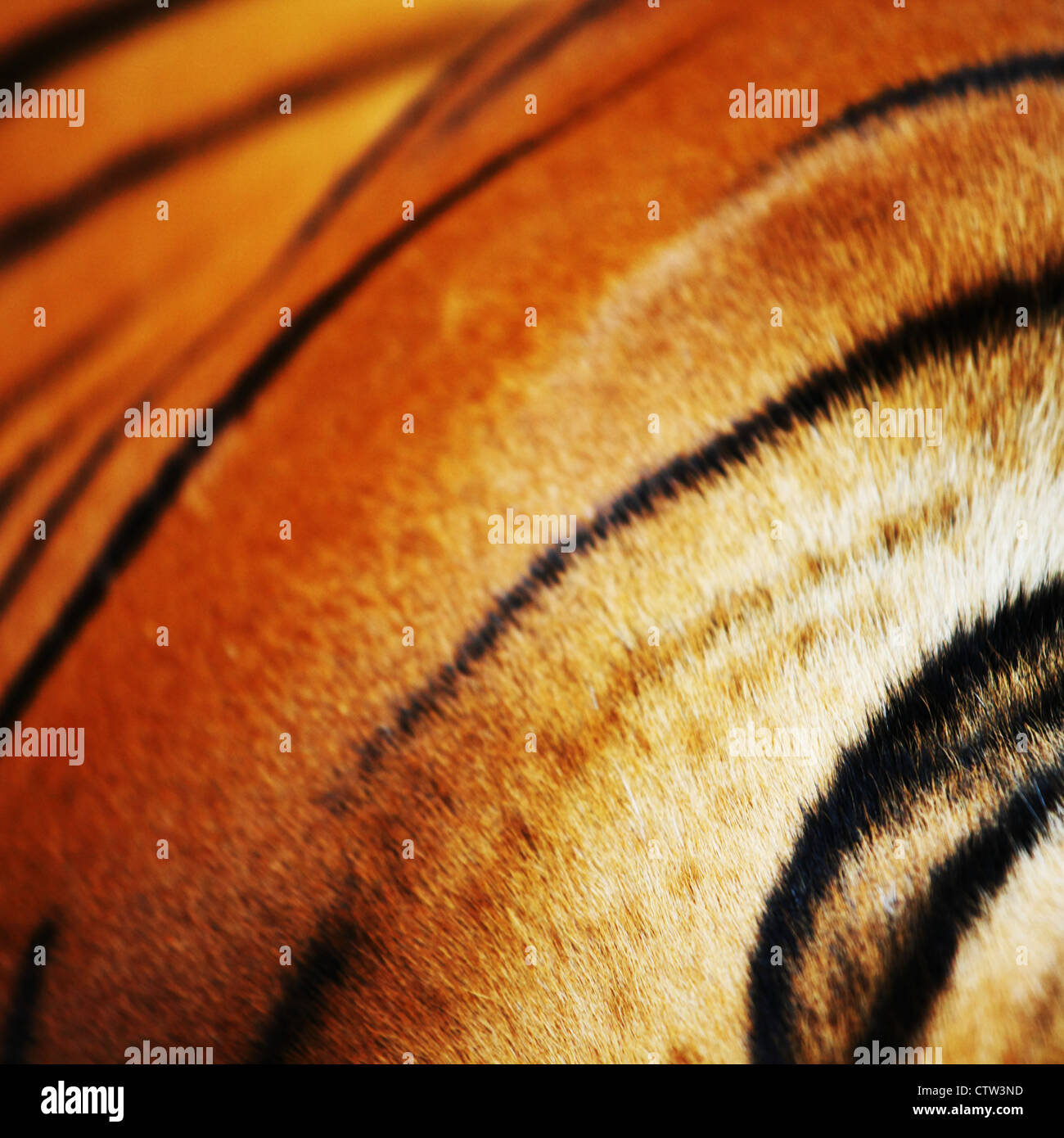 Tiger im Zoo hautnah Stockfoto