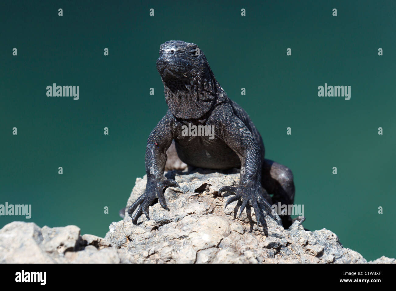 Eine juvenile marine Iguana (Amblyrhynchus Cristatus) stehend auf einer Lava Rock, Galapagos Islands National Park, Isabela Insel, Galapagos, Ecuador Stockfoto