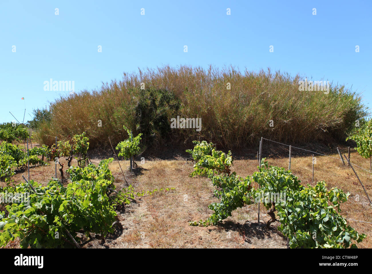 Die überwucherten Forte Mogueles, eine Reihe von Festungen und Erdarbeiten der Linien von Torres Vedras in Lissabon, Portugal. Stockfoto