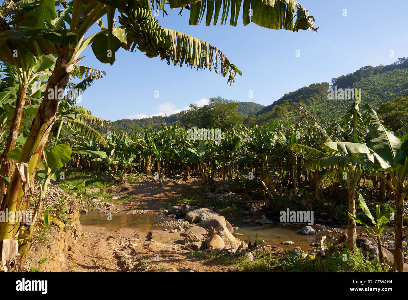 Bananenplantage im Süden Brasiliens Stockfoto