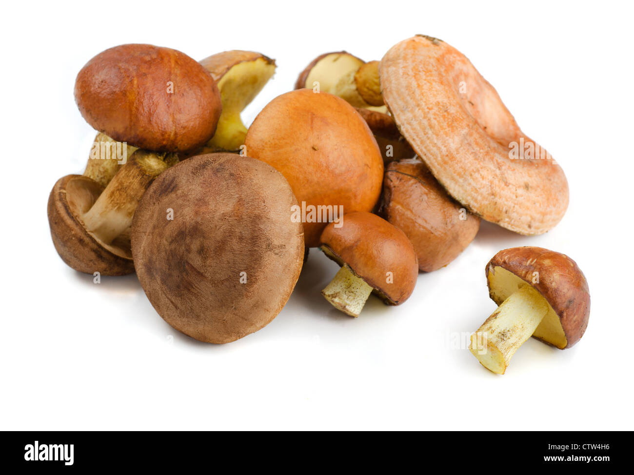 Verschiedenen wilden Waldpilze isoliert auf weiss Stockfoto