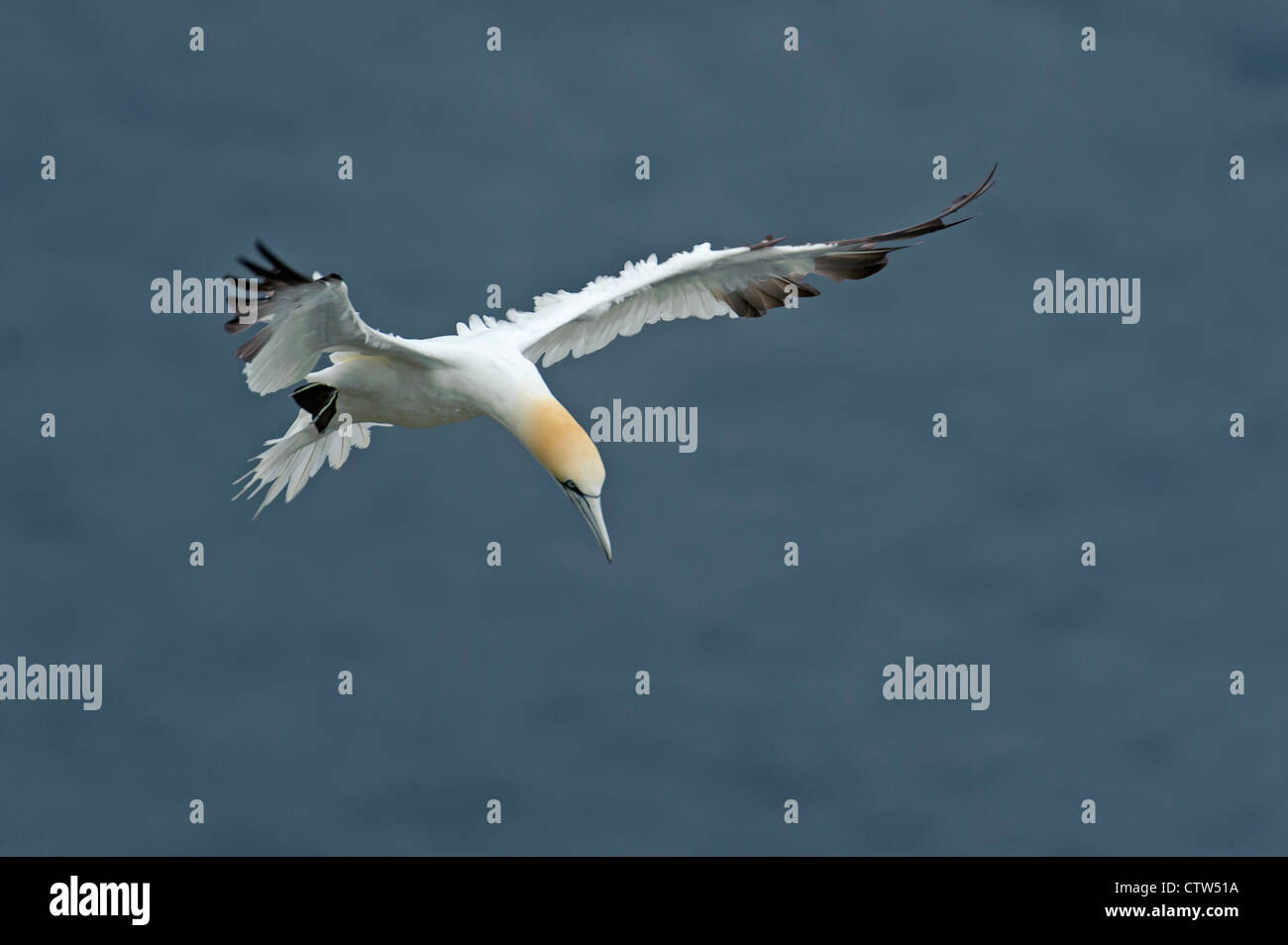 Basstölpel (Morus Bassanus) Sommer Erwachsenen während des Fluges, Vorbereitung zu landen. Shetland-Inseln. Juni 2011. Stockfoto