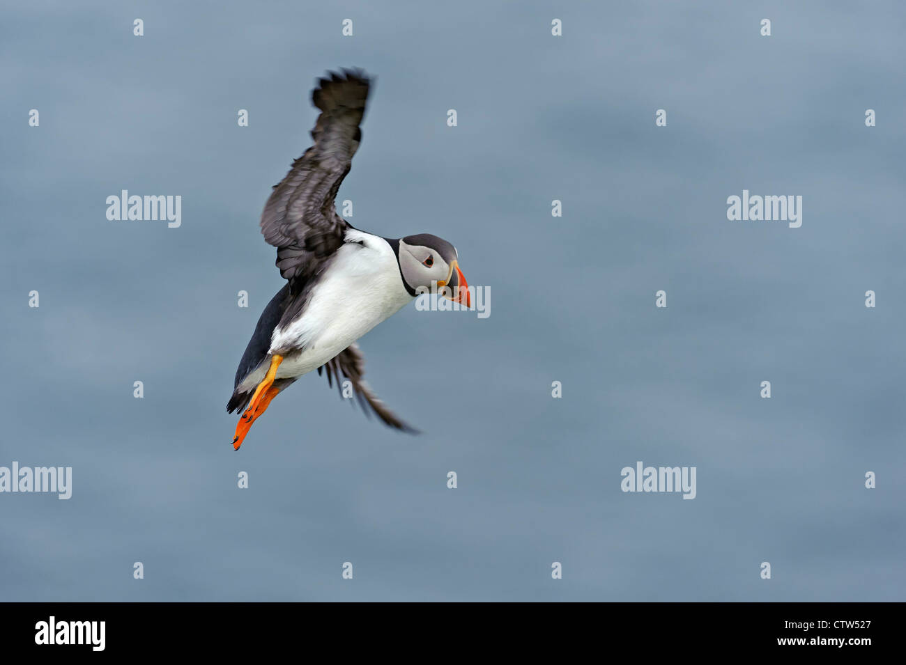 Papageitaucher (Fratercula Arctica) Sommer Erwachsenen während des Fluges, Vorbereitung zu landen. Shetland-Inseln. Juni 2011. Stockfoto