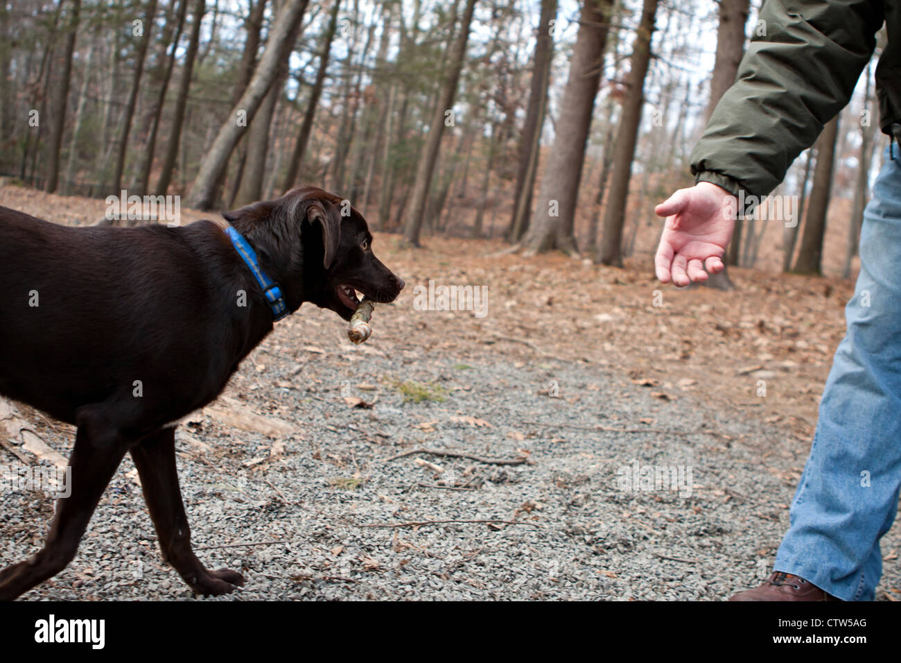 Ein braune Schokolade Labrador Retriever bringt einen Stick zurück zu seinem Besitzer. Stockfoto