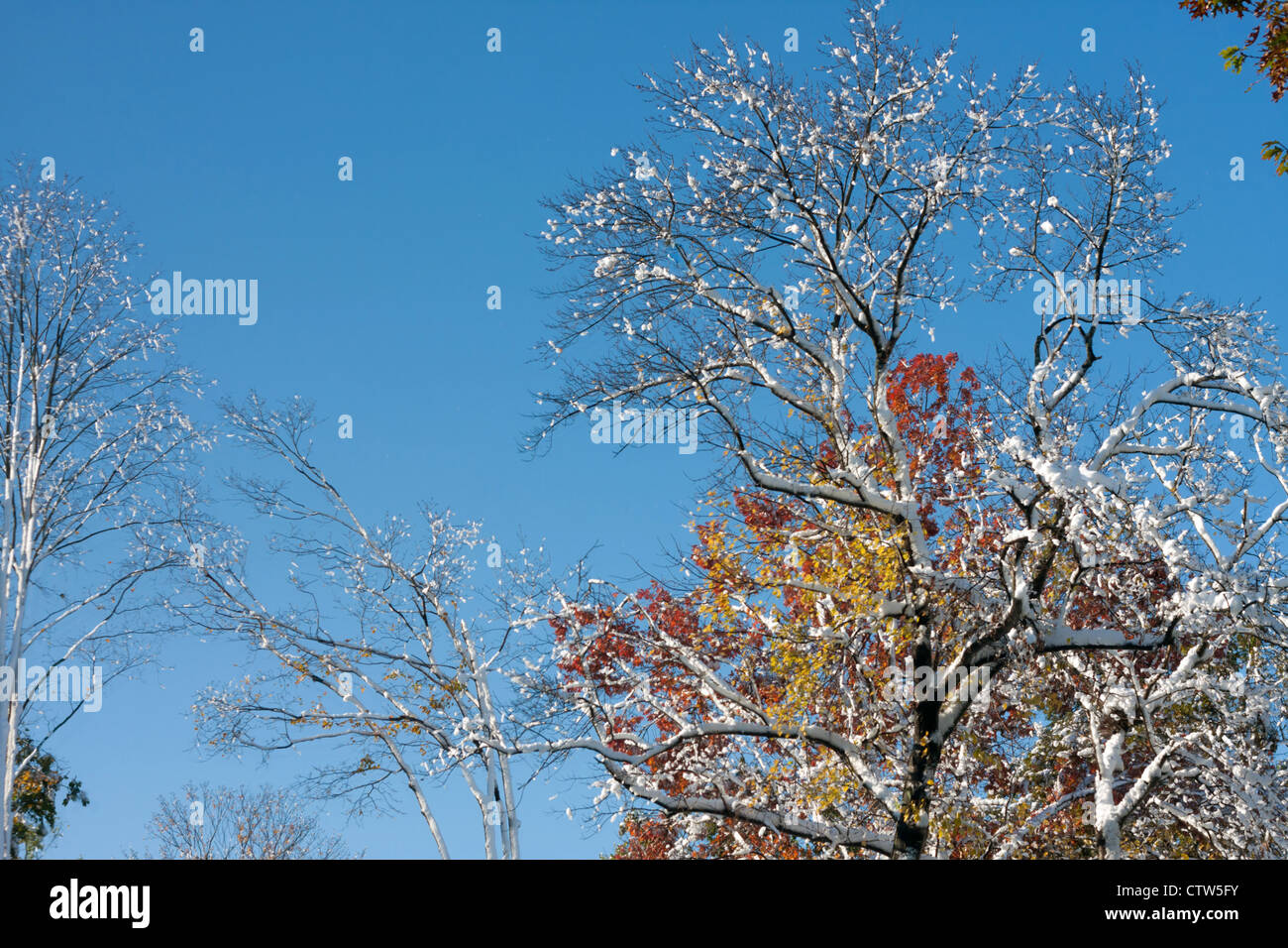 Ein Freak Schneesturm im Oktober Saison Mäntel fallen die bunten Blätter mit Schnee und Eis. Stockfoto