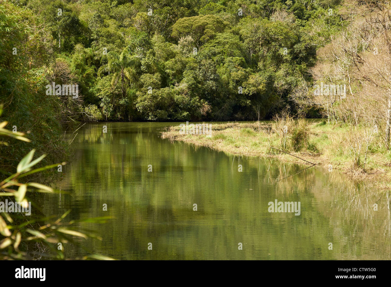 Fluss im Atlantischen Regenwald Stockfoto