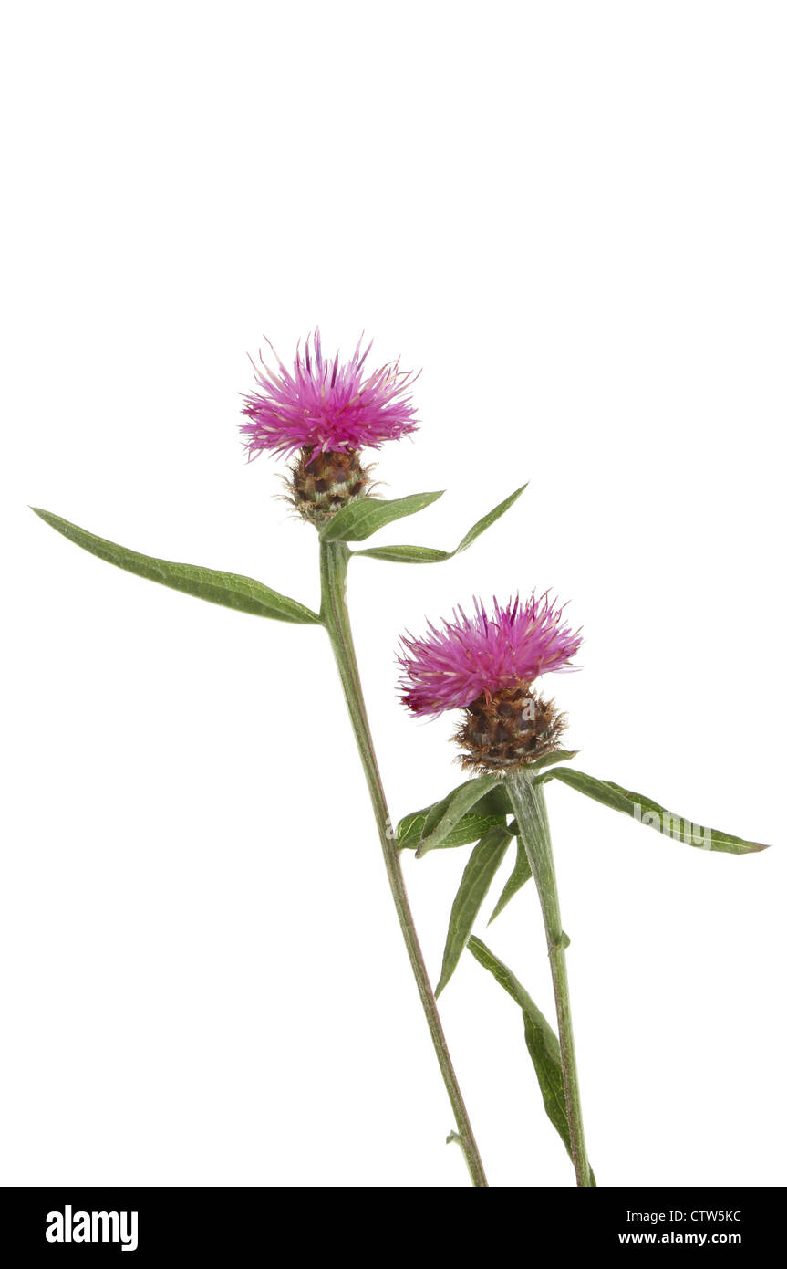 Gemeinsamen Flockenblume, Centaurea Nigra (Asteraceae), wilde Blumen isoliert gegen weiß Stockfoto
