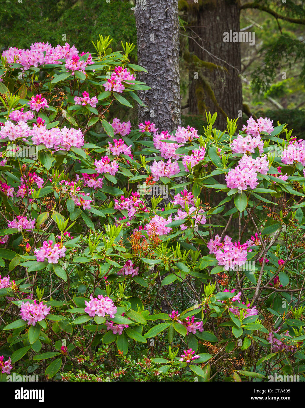 Rhododendron Macrophyllum blühen in einem Kiefernwald in Siuslaw National Forest, Oregon - Oregon Dunes National Recreation Area Stockfoto