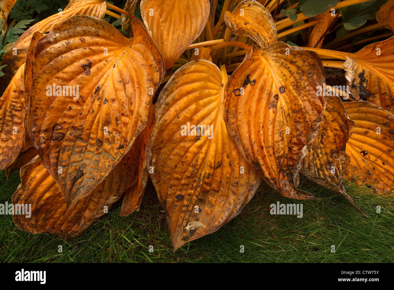 Herbstfärbung - Blätter goldene gelbe Hosta Pflanze Stockfoto