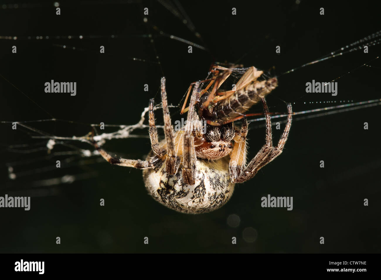 Eine Furche Orb-Weaver Spider (Larinioides Cornutus) mit frisch gefangenen Beute (sieht aus wie ein Räuber-Fly) im Vierschrötigkeit Naturreservat Stockfoto
