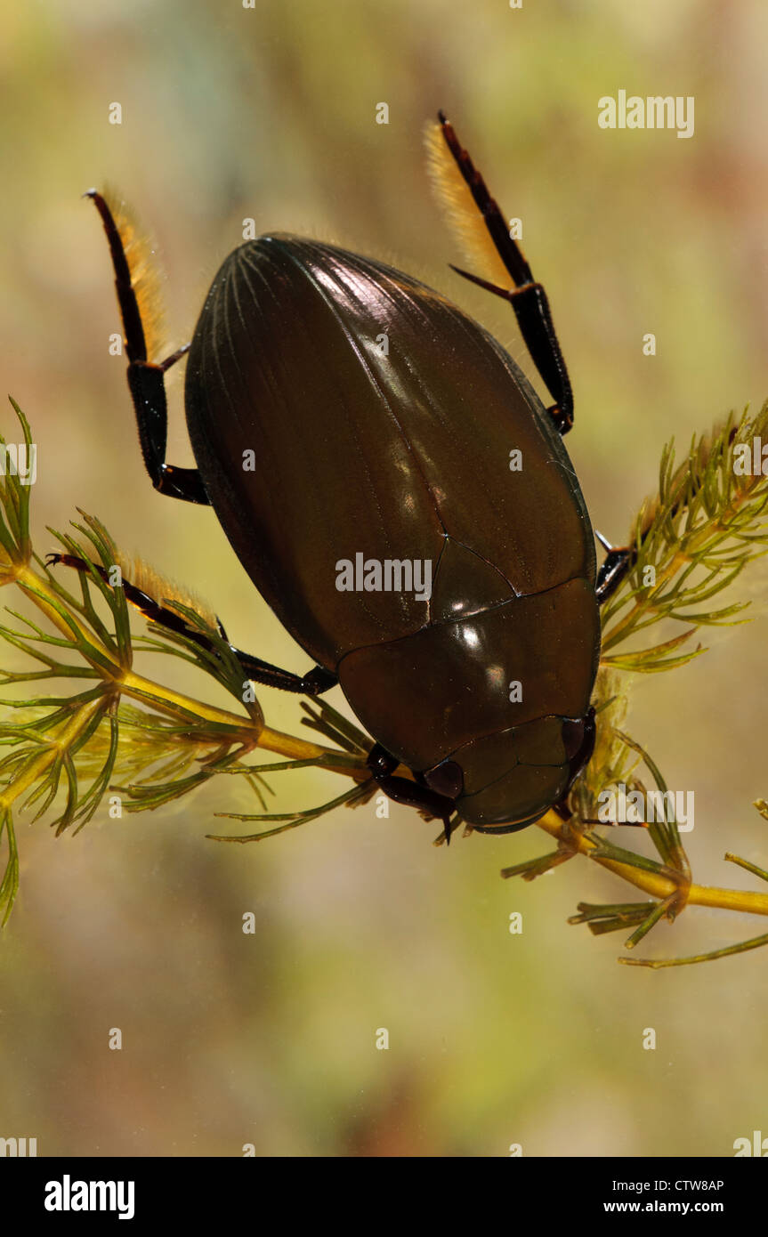 Eine große silberne Käfer (Hydrophilus Piceus) am Wat Tyler Country Park. April. Stockfoto