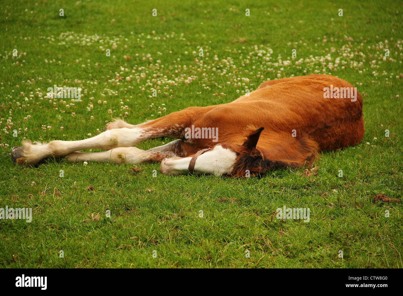 Shire Horse Fohlen im Bereich liegen, Stockfoto