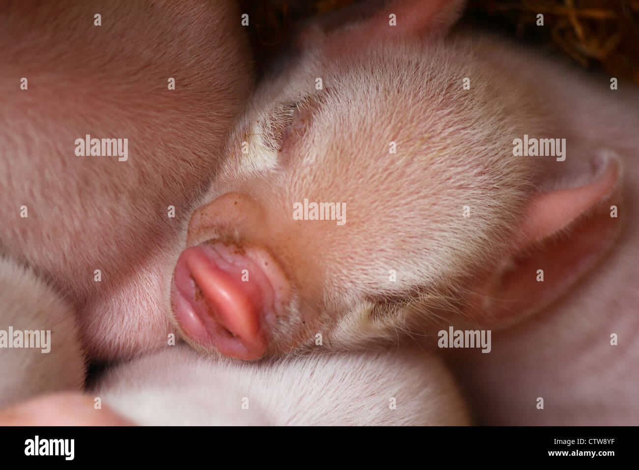 Ferkel schlafen Stockfoto