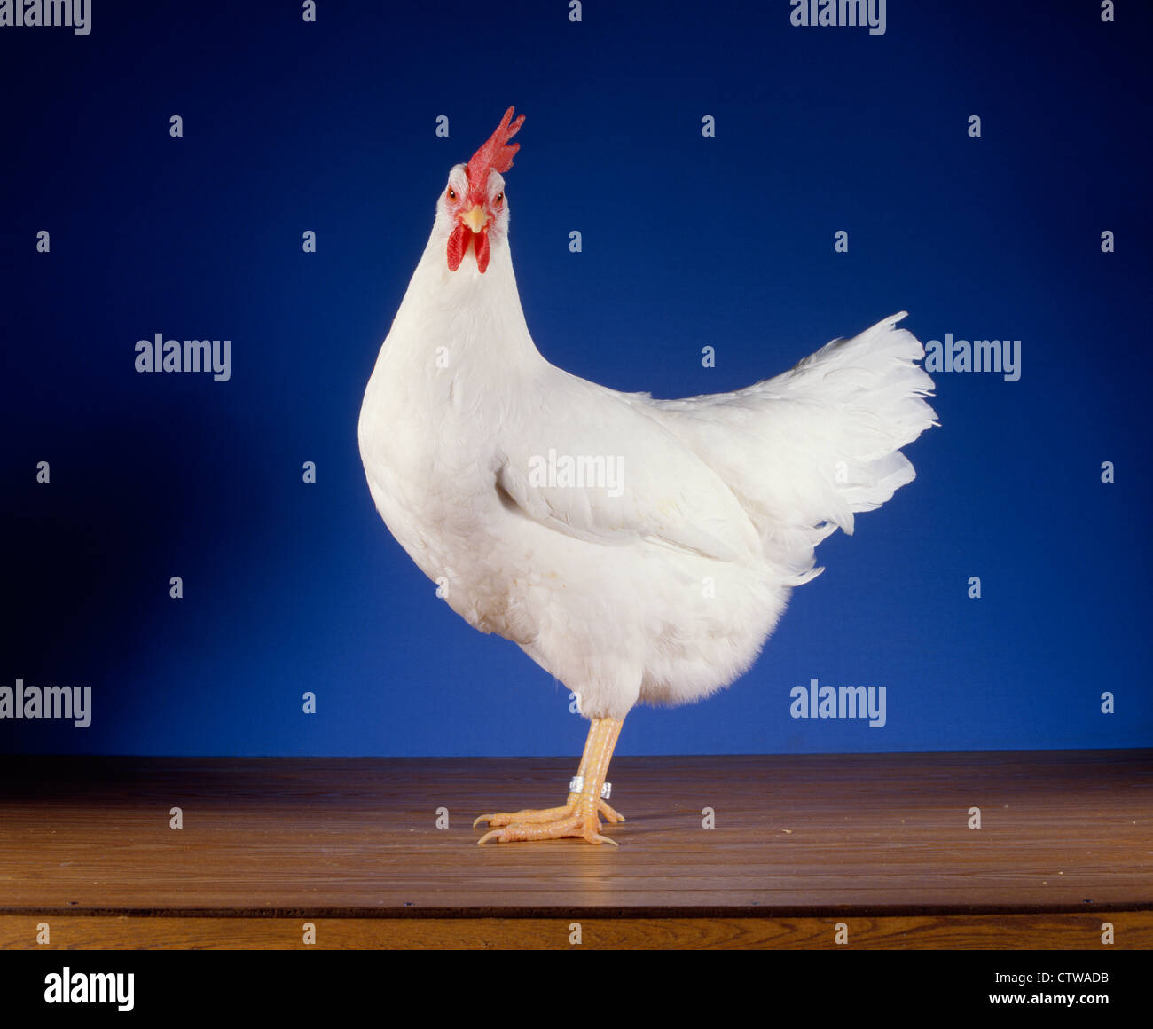 EINZIGEN KAMM WEIßE LEGHORN HENNE / PENNSYLVANIA FARM SHOW, HARRISBURG, PENNSYLVANIA Stockfoto