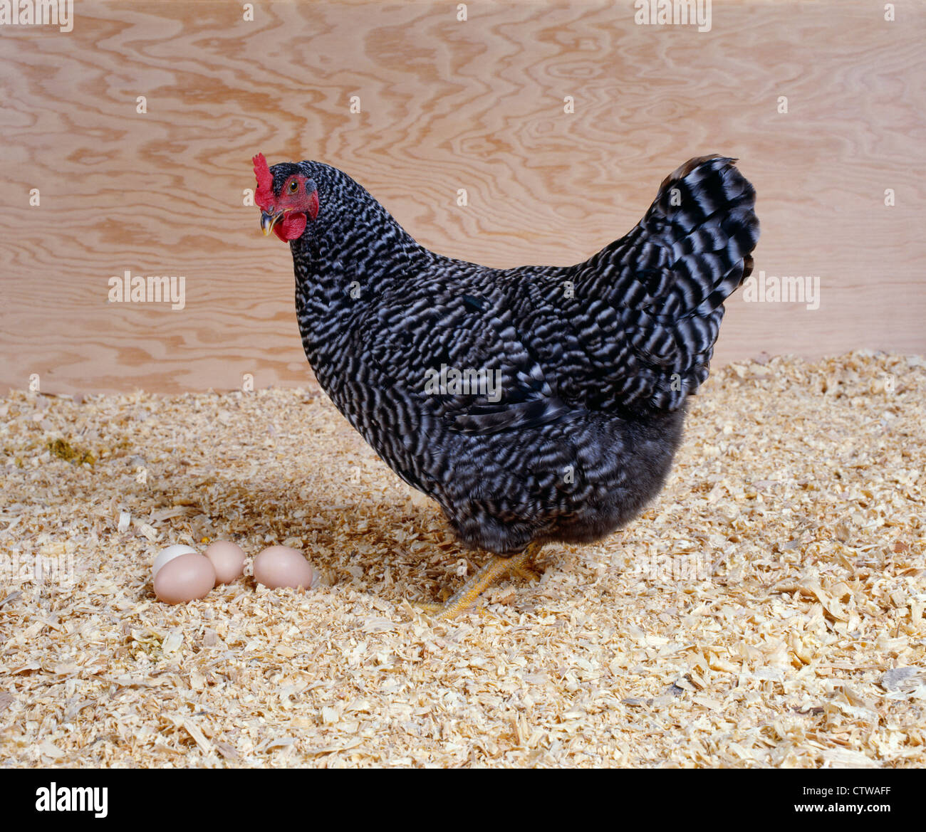 PLYMOUTH ROCK HENNE AUSGESCHLOSSEN Stockfoto