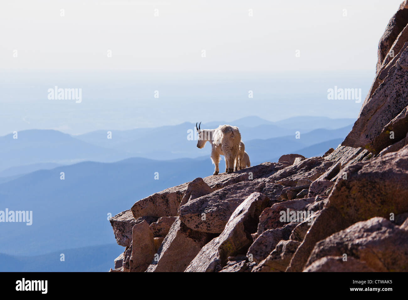 Eine Familie von Bergziegen auf einem felsigen Abgrund. Stockfoto