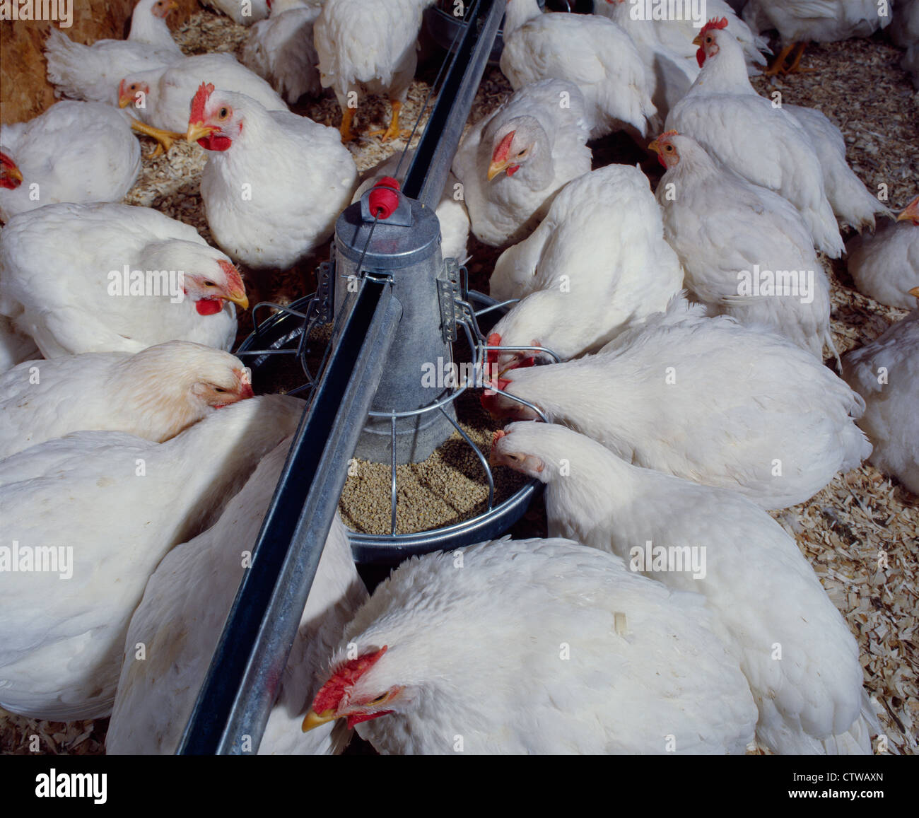 6 WOCHEN ALTEN KORNISCHEN ROCK MASTHÄHNCHEN (2-4 PFUND) / PENNSYLVANIA Stockfoto