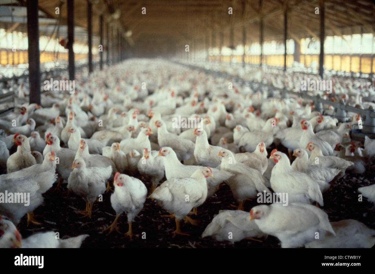 MARKT-GEWICHT MASTHÄHNCHEN IN OPEN-SIDE GEHÄUSE Stockfoto