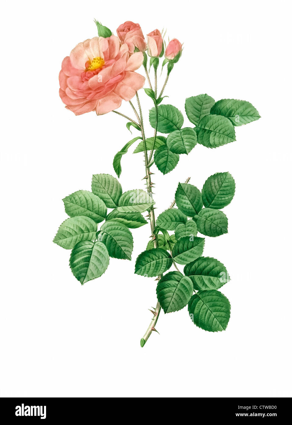 Abbildung von Rosa Damascena Aurora, Variation der Damaszener-Rose, die Rose von Damaskus, die Rose von Kastilien Stockfoto