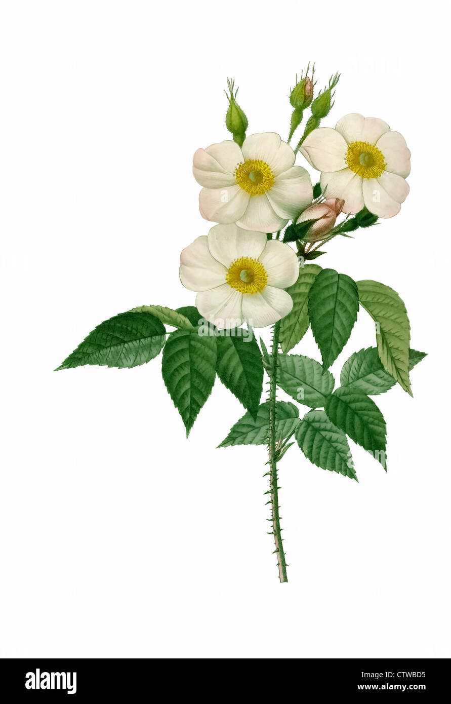 Illustration der Rosa Damascena Subalba weiße Variante der Damaszener Rose, die Rose von Damaskus, die Rose von Kastilien Stockfoto