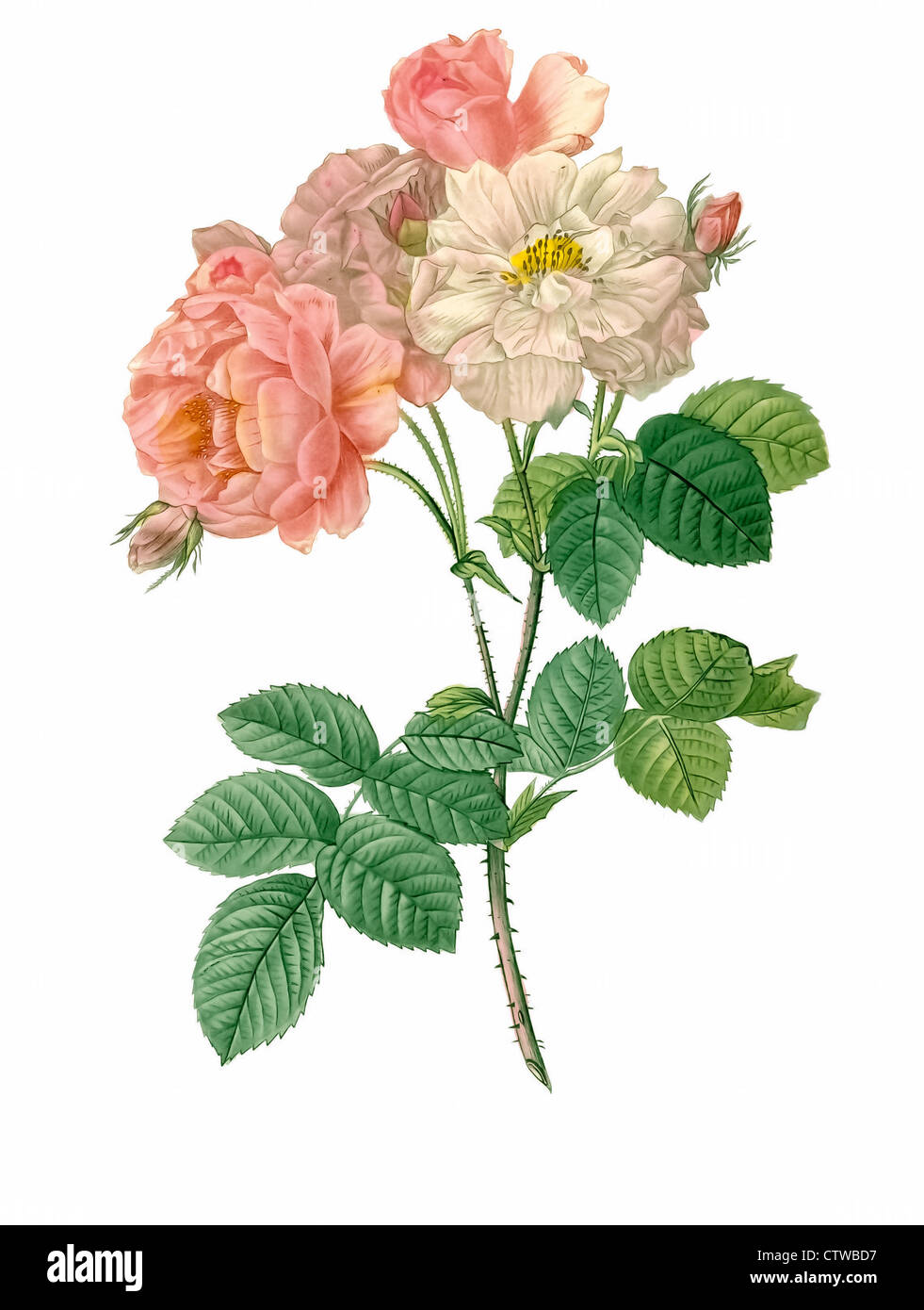 Abbildung von Rosa Damascena, Damaszener Rose, der Damaskus rose, die Rose von Kastilien Stockfoto