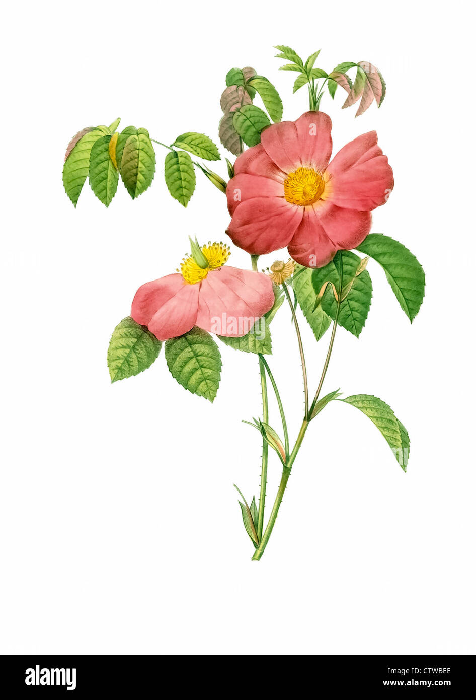 Illustration der Rosa Gallica Rosea Flore semplici Stockfoto